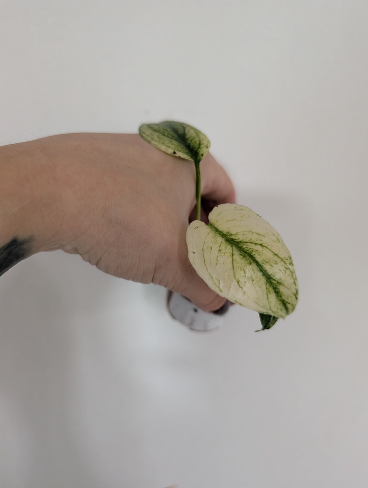 Monstera deliciosa mint 6cm