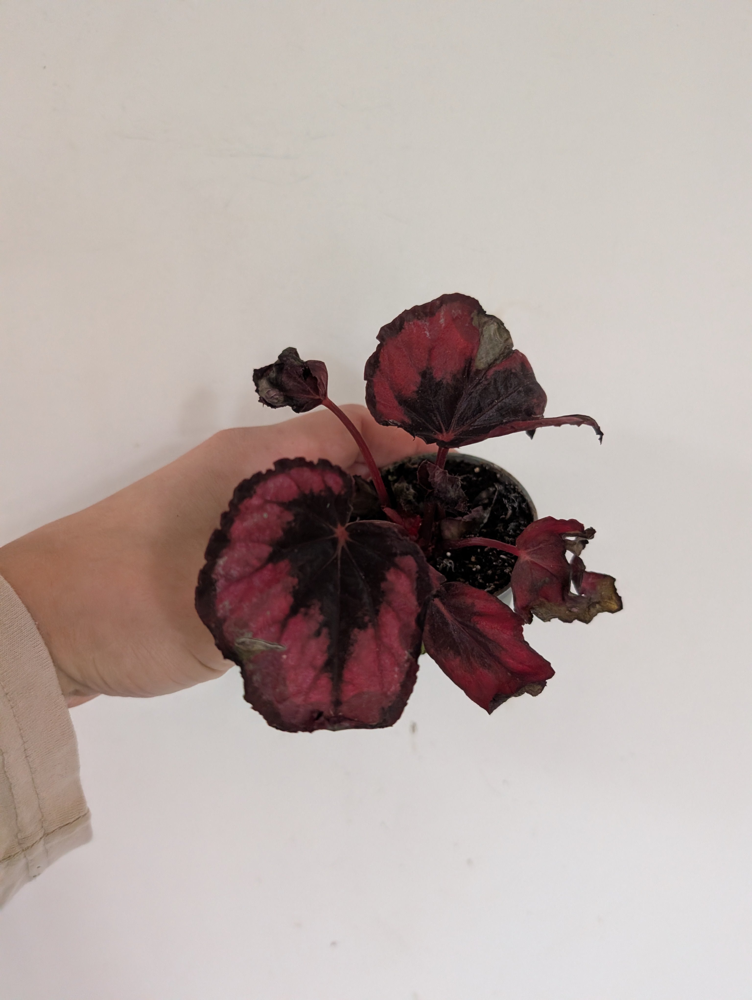 Damaged begonia red kiss