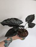 Alocasia Antorro Velvet 12cm
