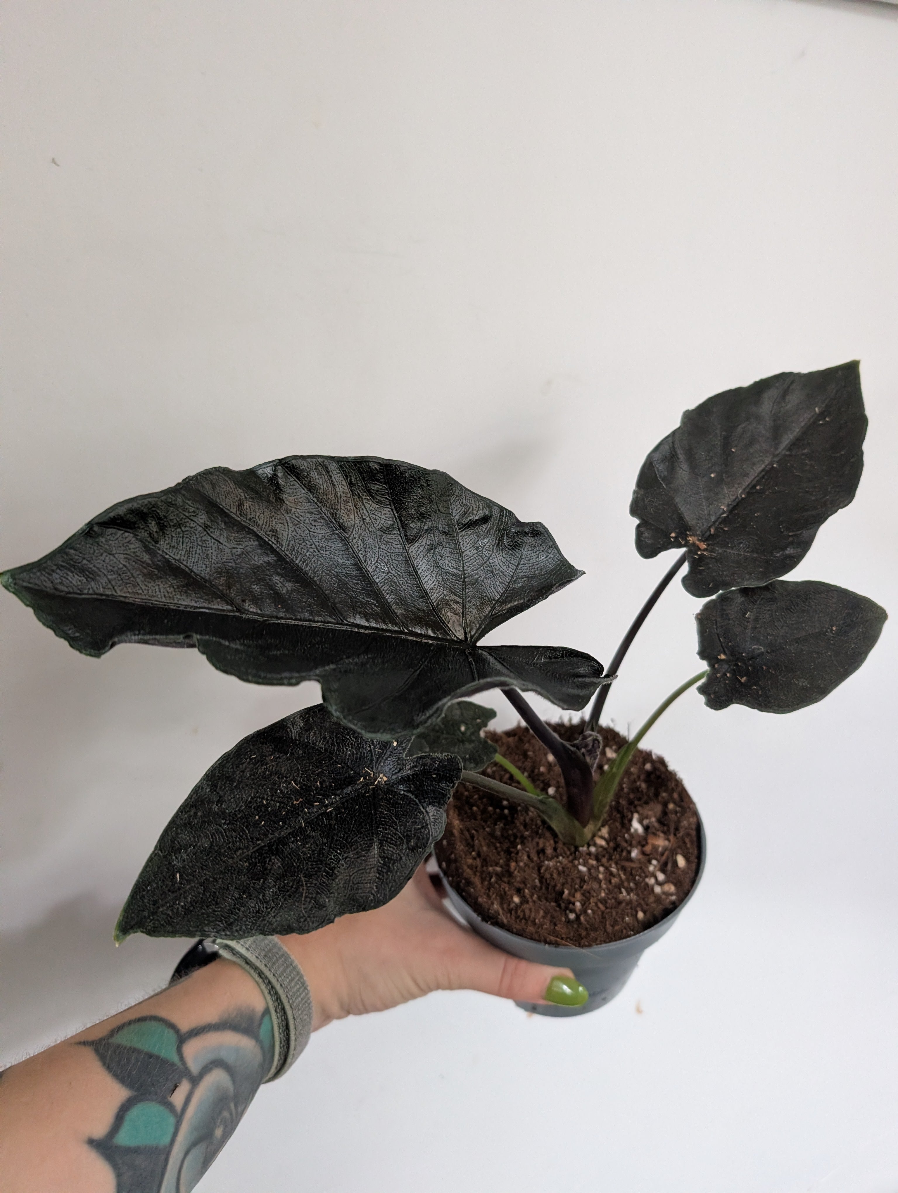 Alocasia Antorro Velvet 12cm