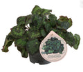 Pre-order begonia sizemorae 12cm