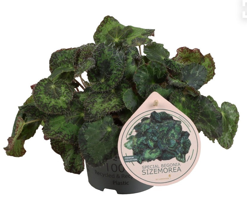 Pre-order begonia sizemorae 12cm