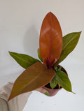 Philodendron prince of orange 12cm