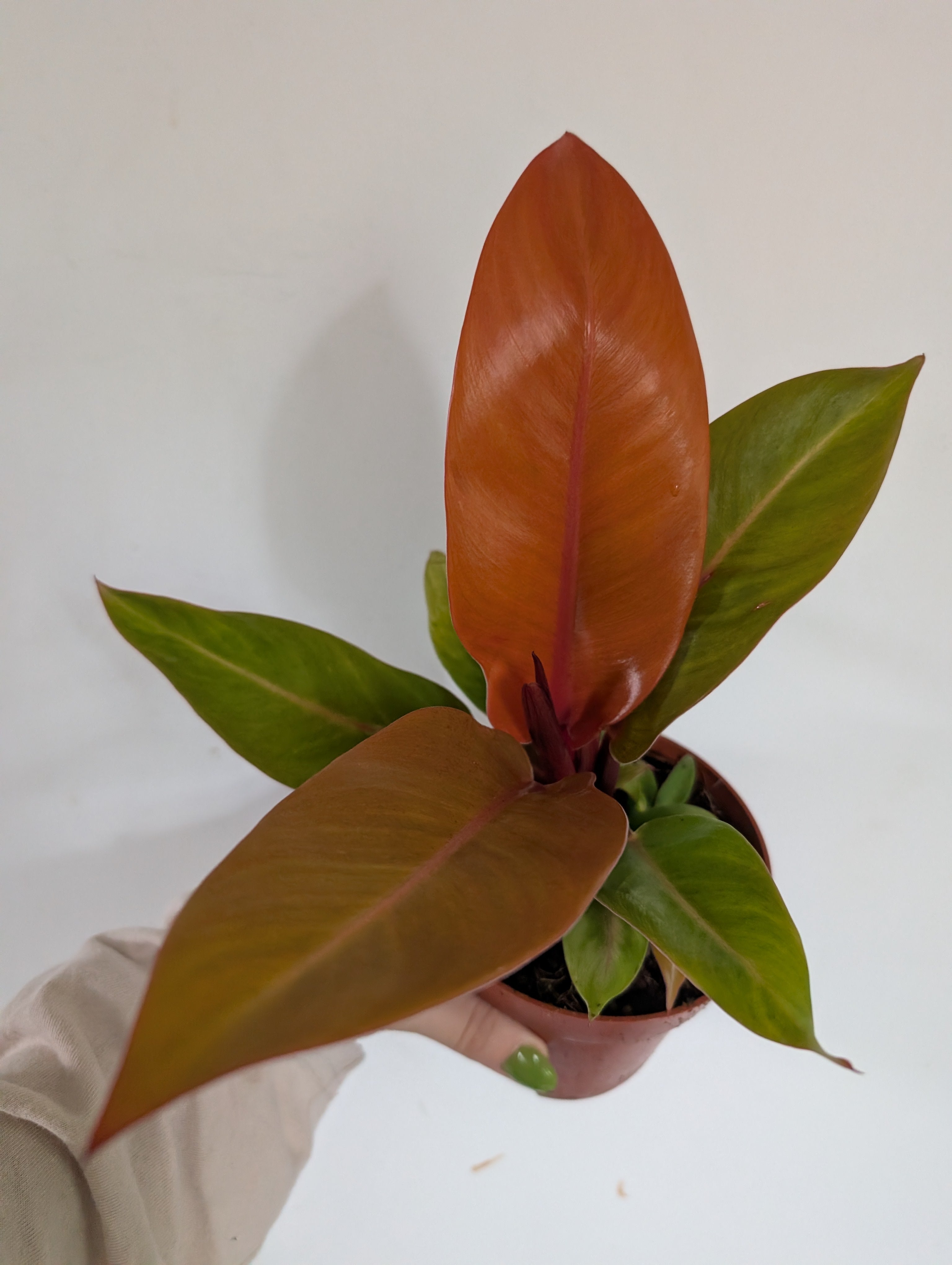 Philodendron prince of orange 12cm