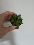 Echeveria