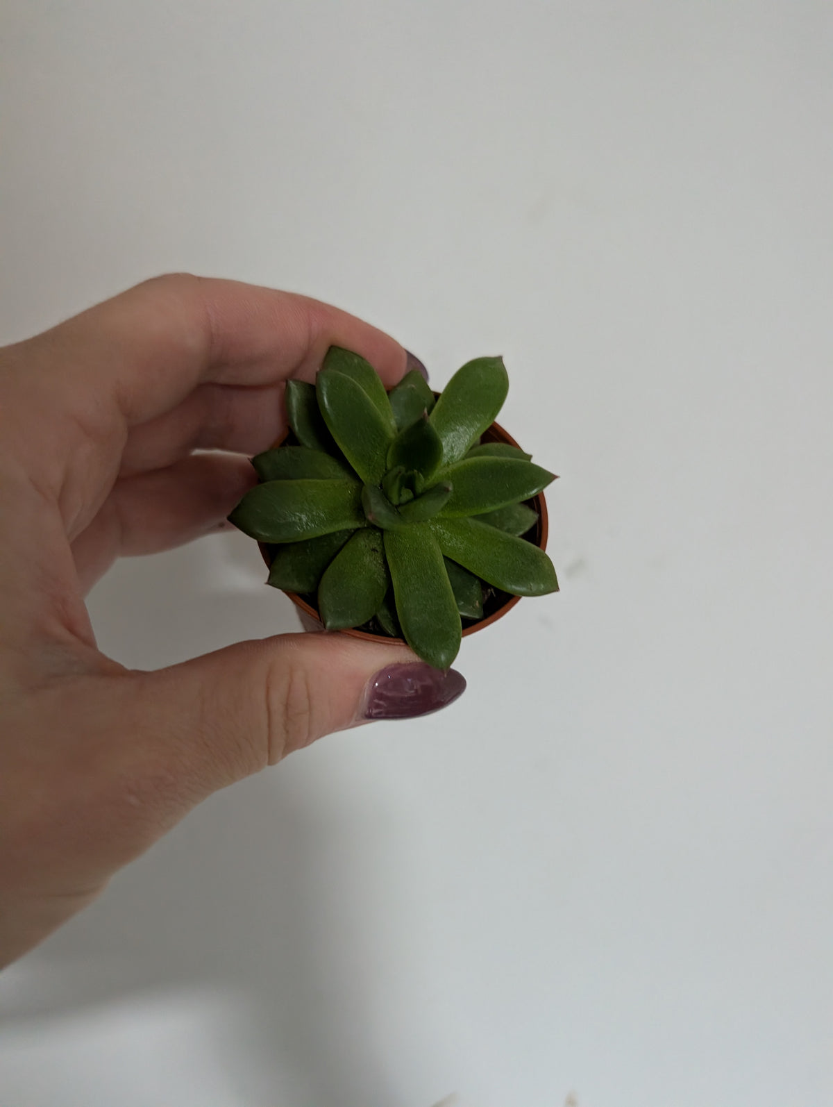 Echeveria