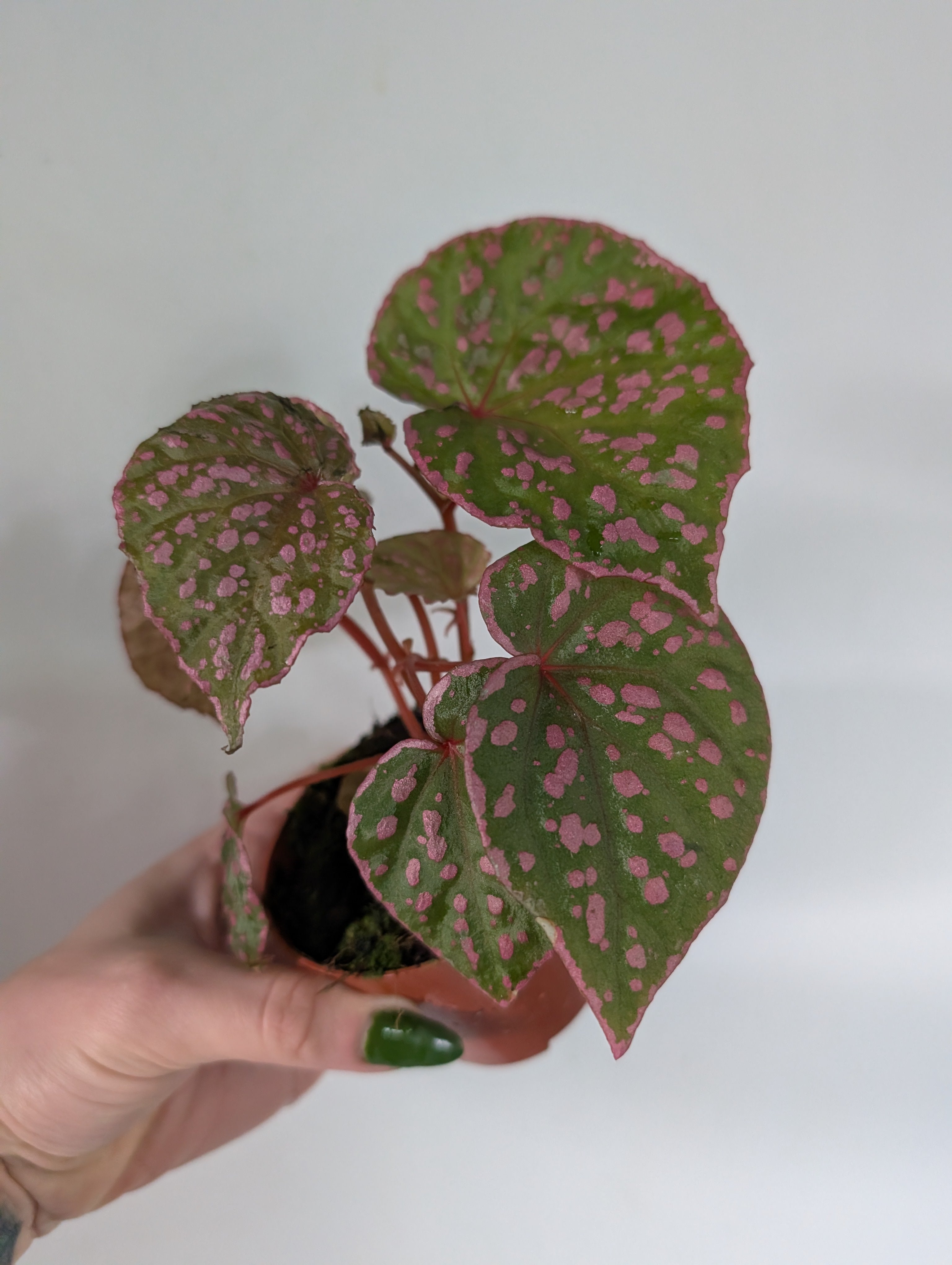 Begonia Muara Wahau 8cm