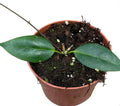 Pre-order Hoya Paziae 10cm