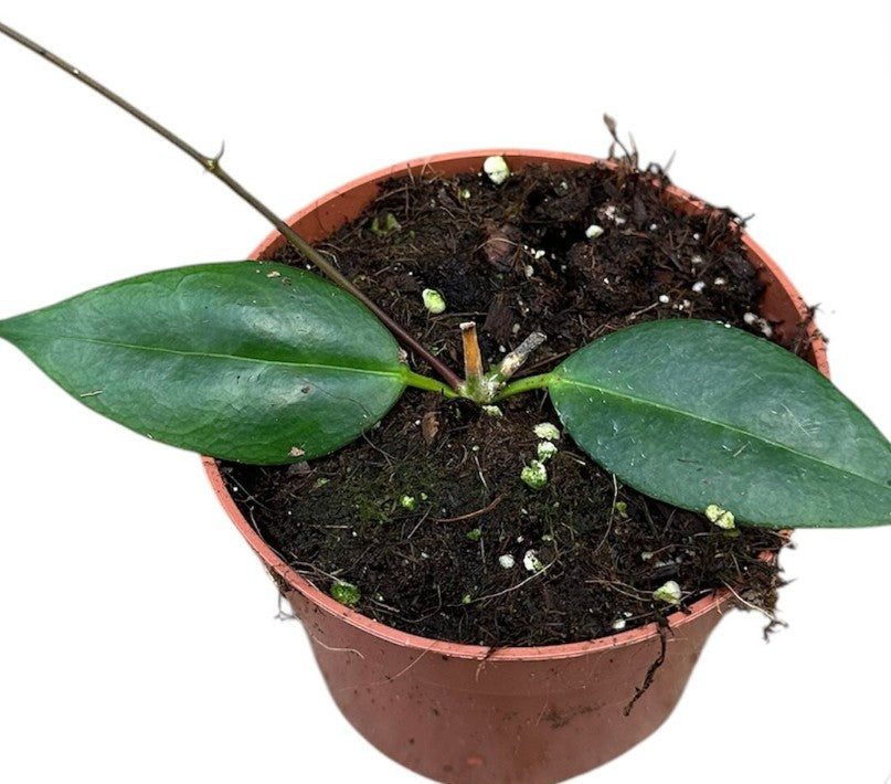 Pre-order Hoya Paziae 10cm