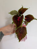 Coleus unrooted clipping in propagation pot