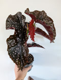 Begonia Crackling Rosie 12cm