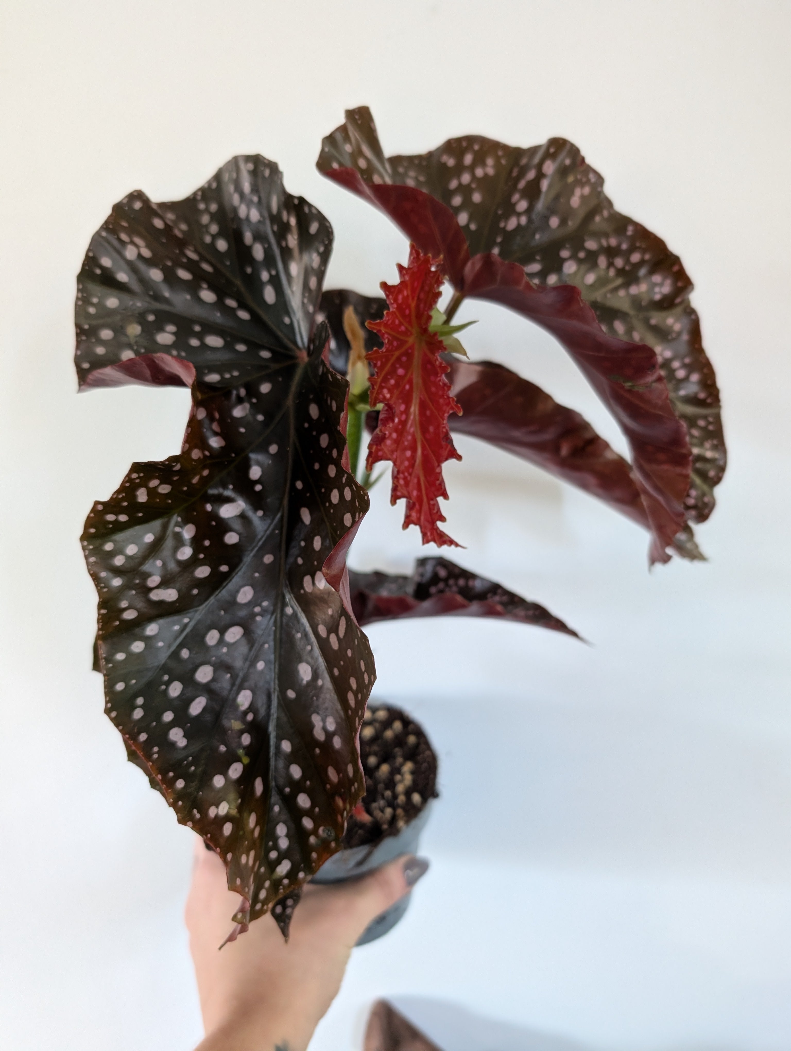 Begonia Crackling Rosie 12cm