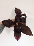 Coleus Crimson Ruffles