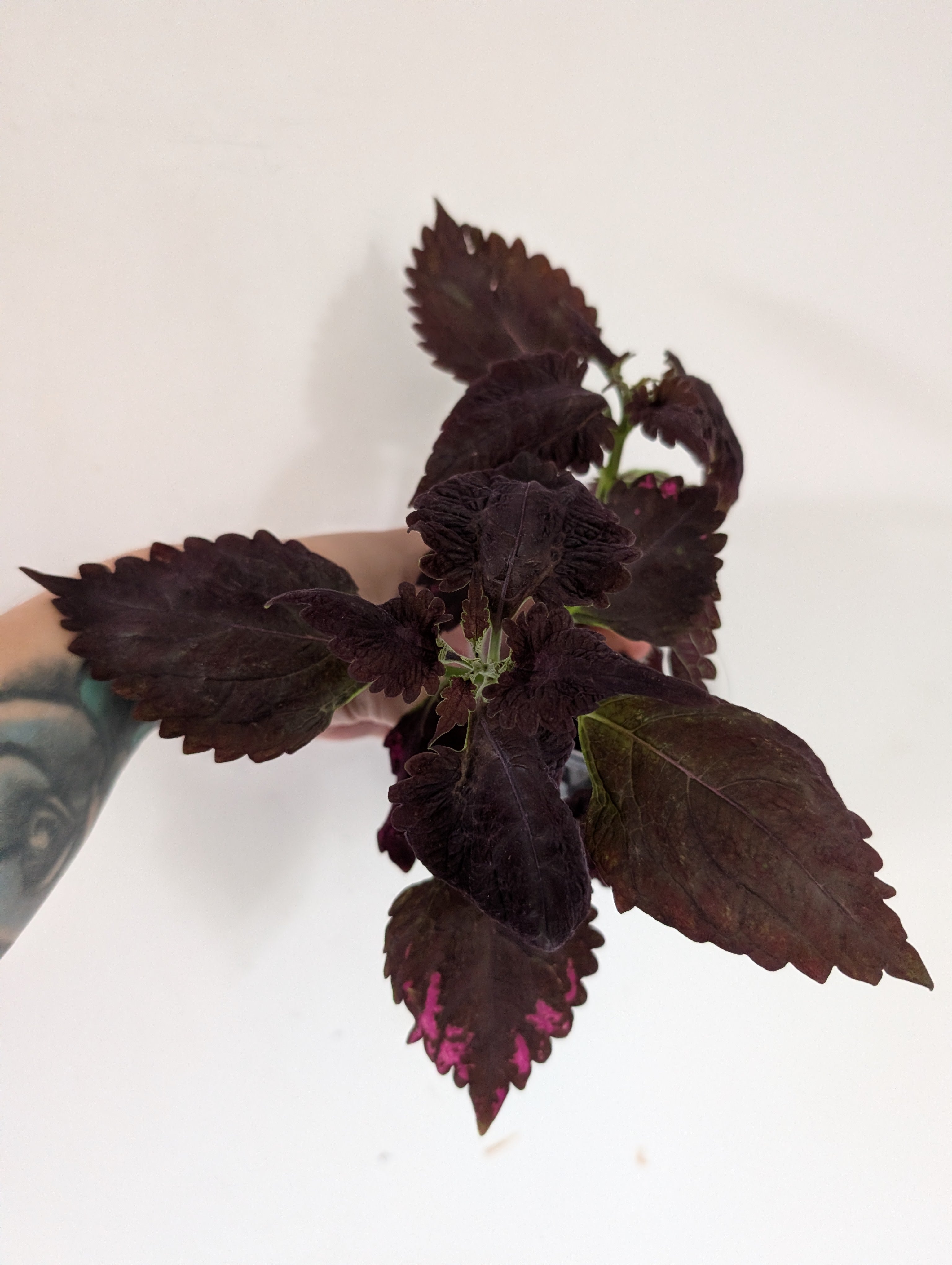 Coleus Crimson Ruffles