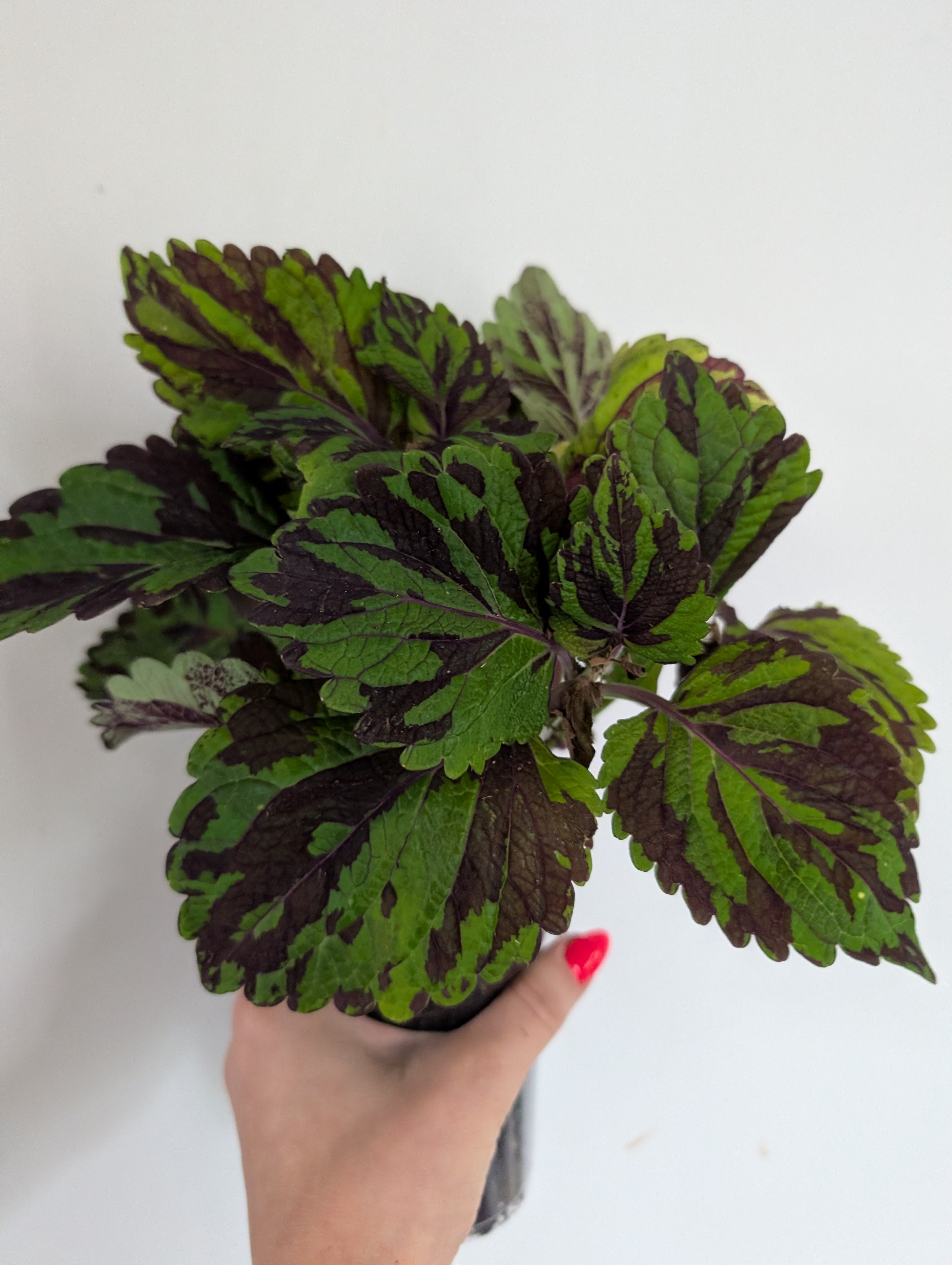 Coleus Tiger