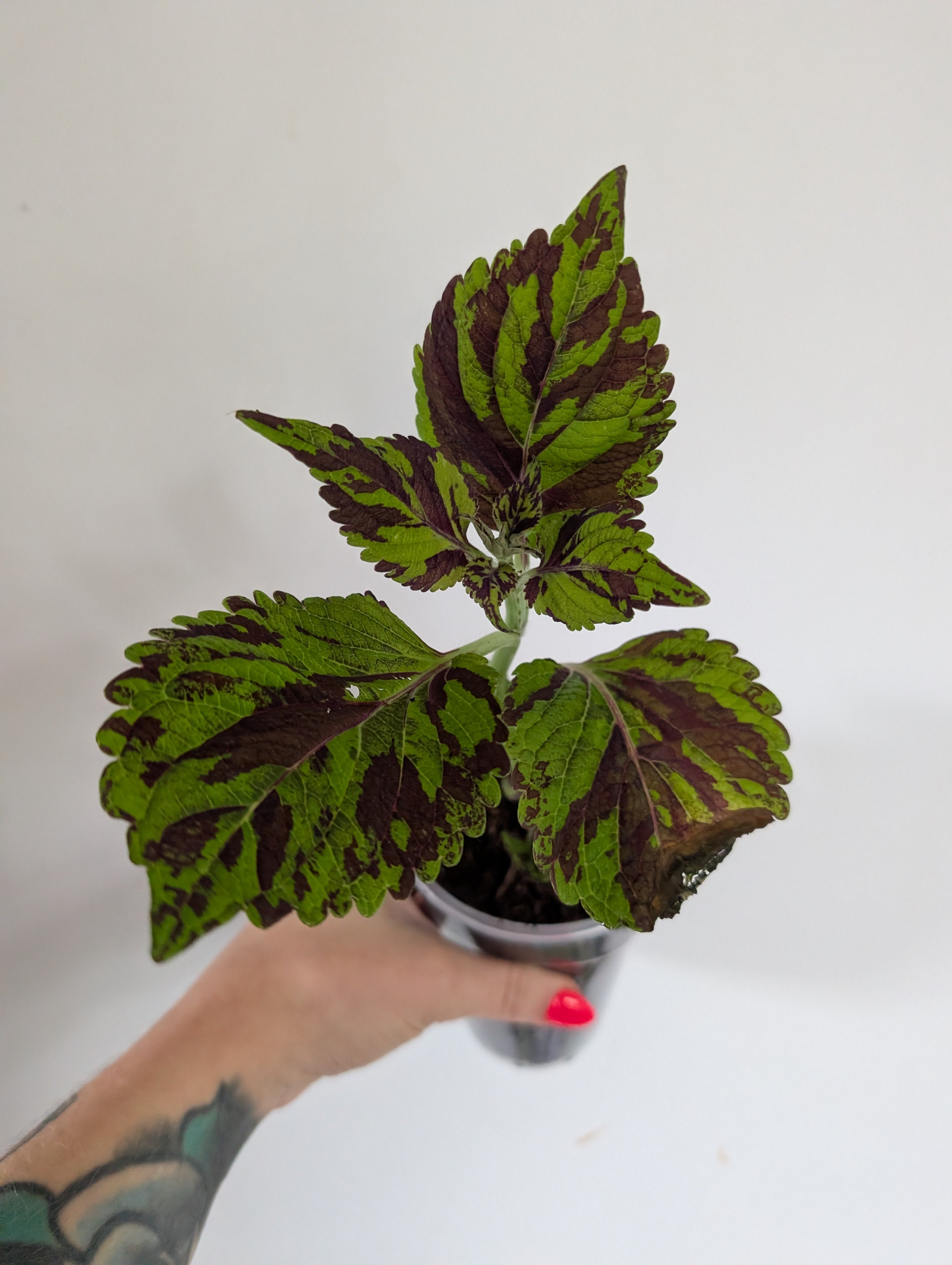 Coleus Tiger