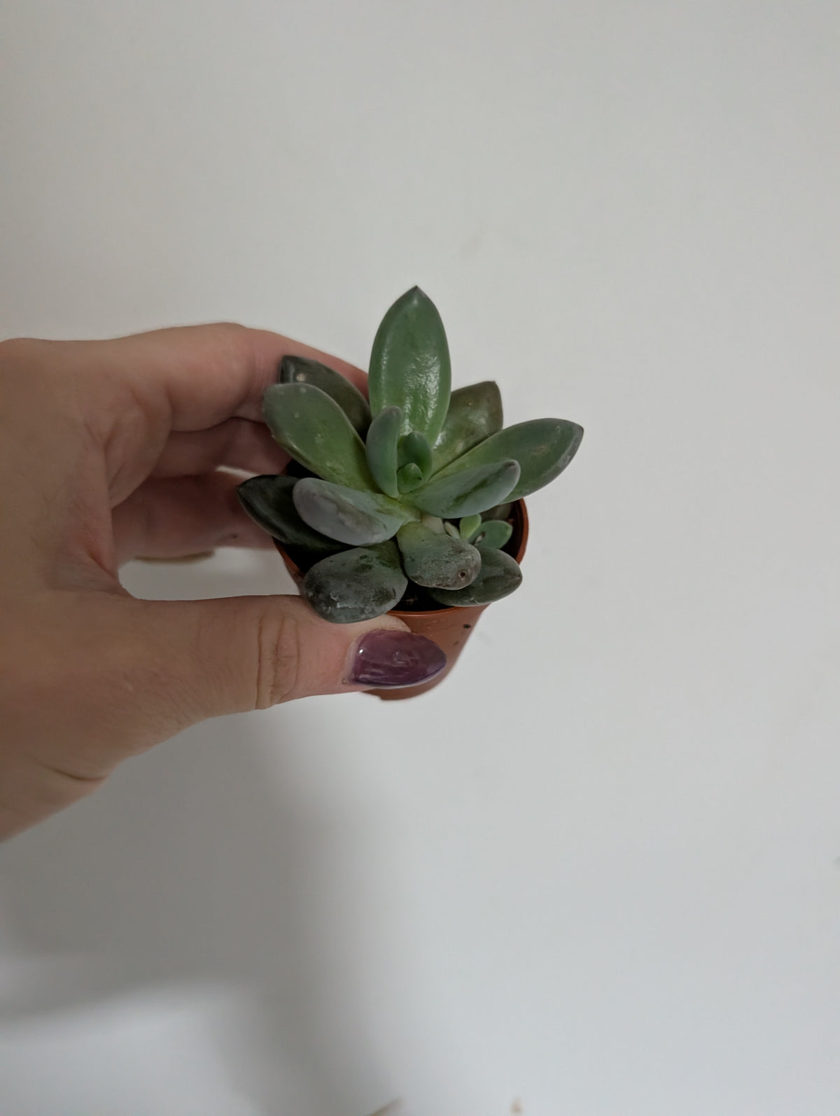 Echeveria
