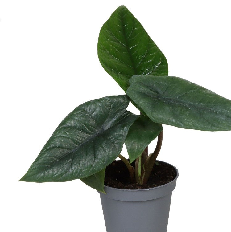 Pre-order Alocasia Scalprum 6cm