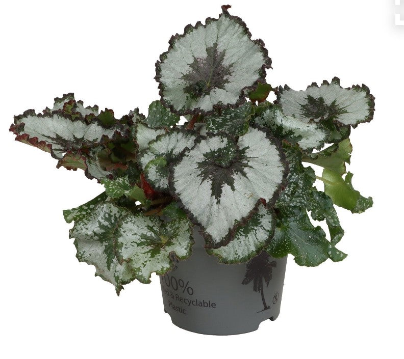 Pre-order begonia escargot 12cm
