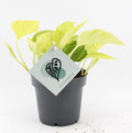Pre-order epipremnum champs elysees 12cm