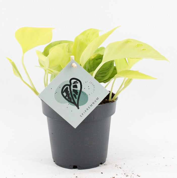 Pre-order epipremnum champs elysees 12cm