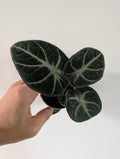 Alocasia Ninja 6cm