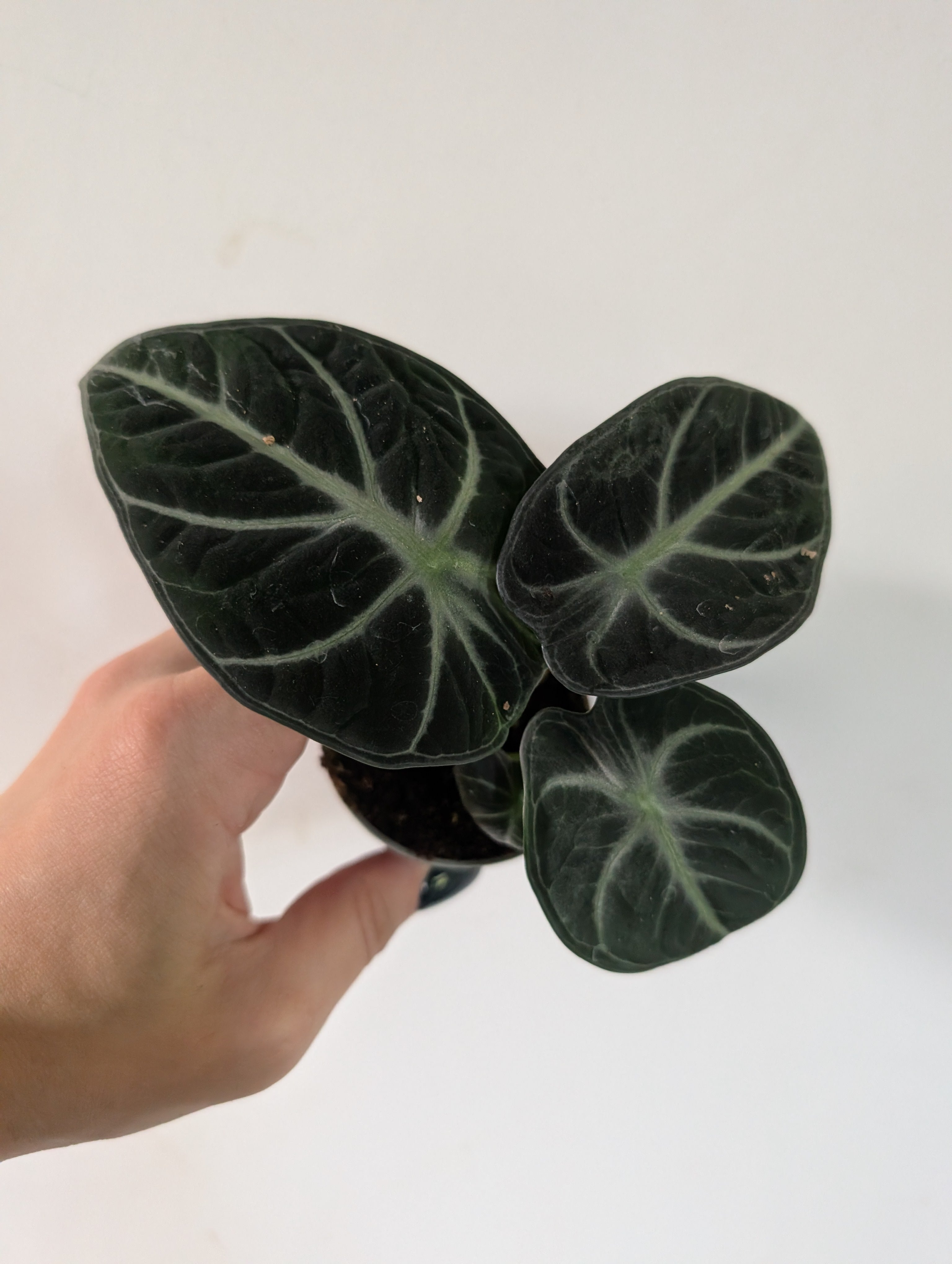 Alocasia Ninja 6cm