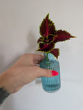 Coleus unrooted clipping in propagation pot