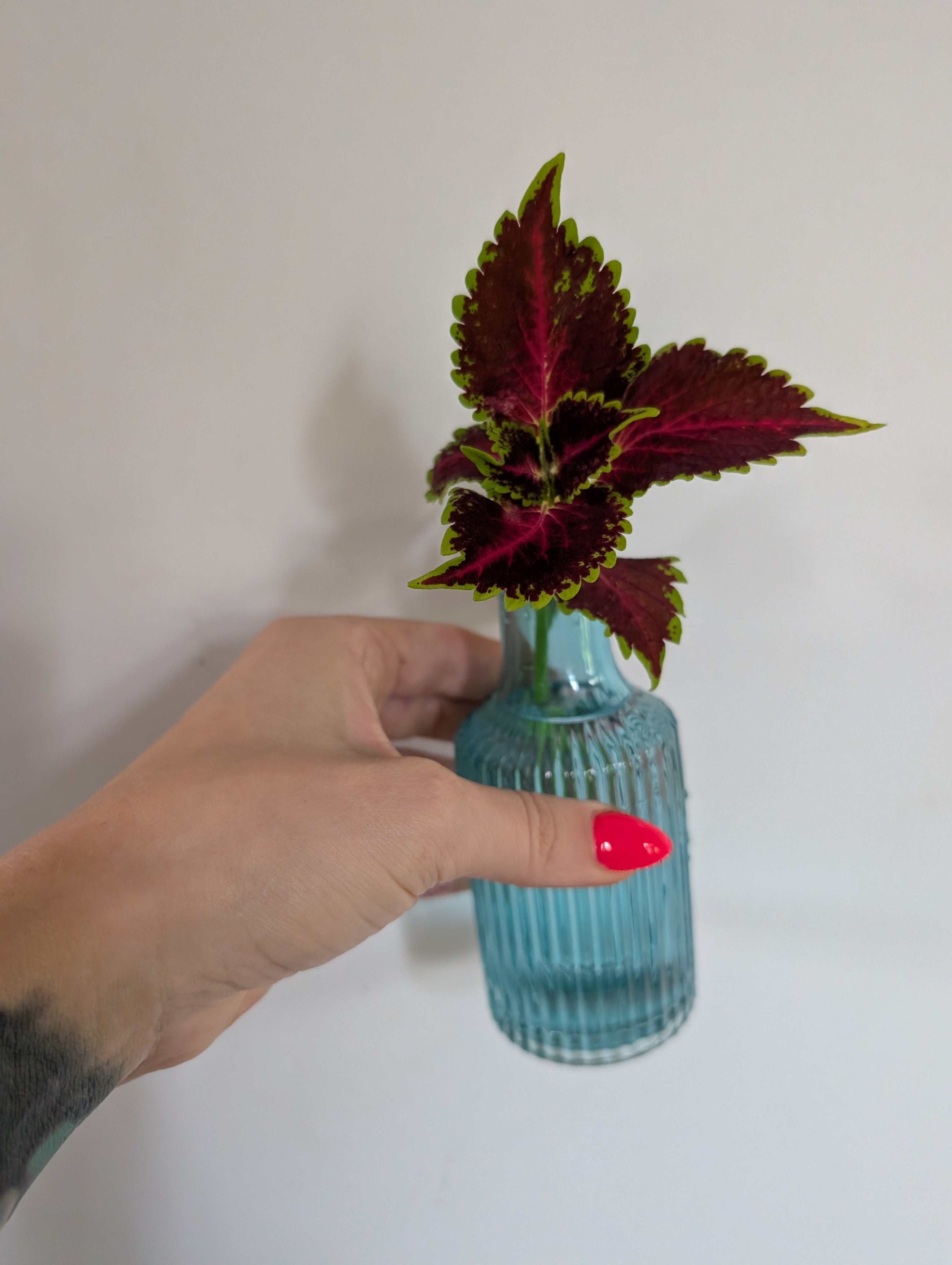 Coleus unrooted clipping in propagation pot