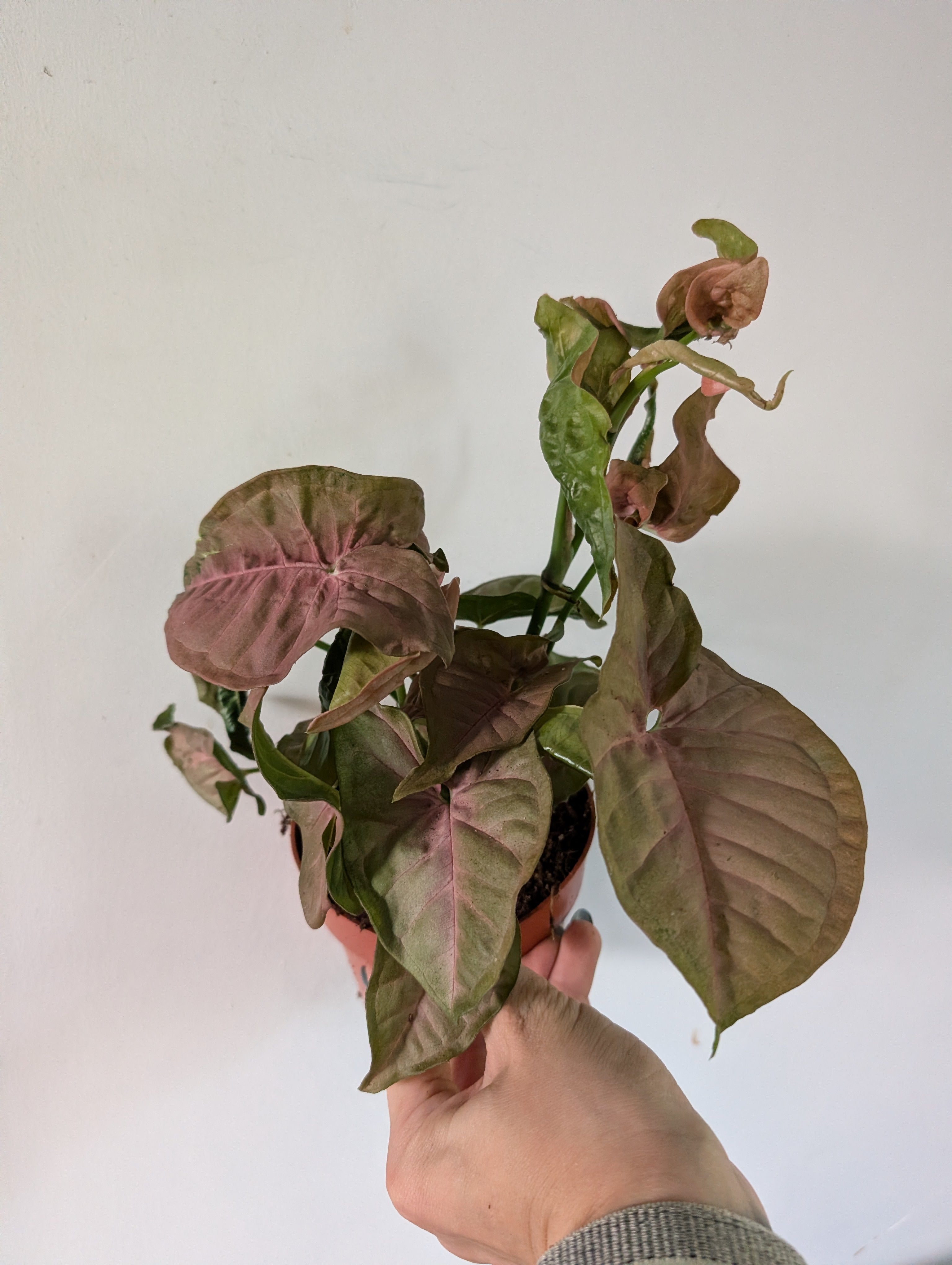 Syngonium Neon Robusta 12cm