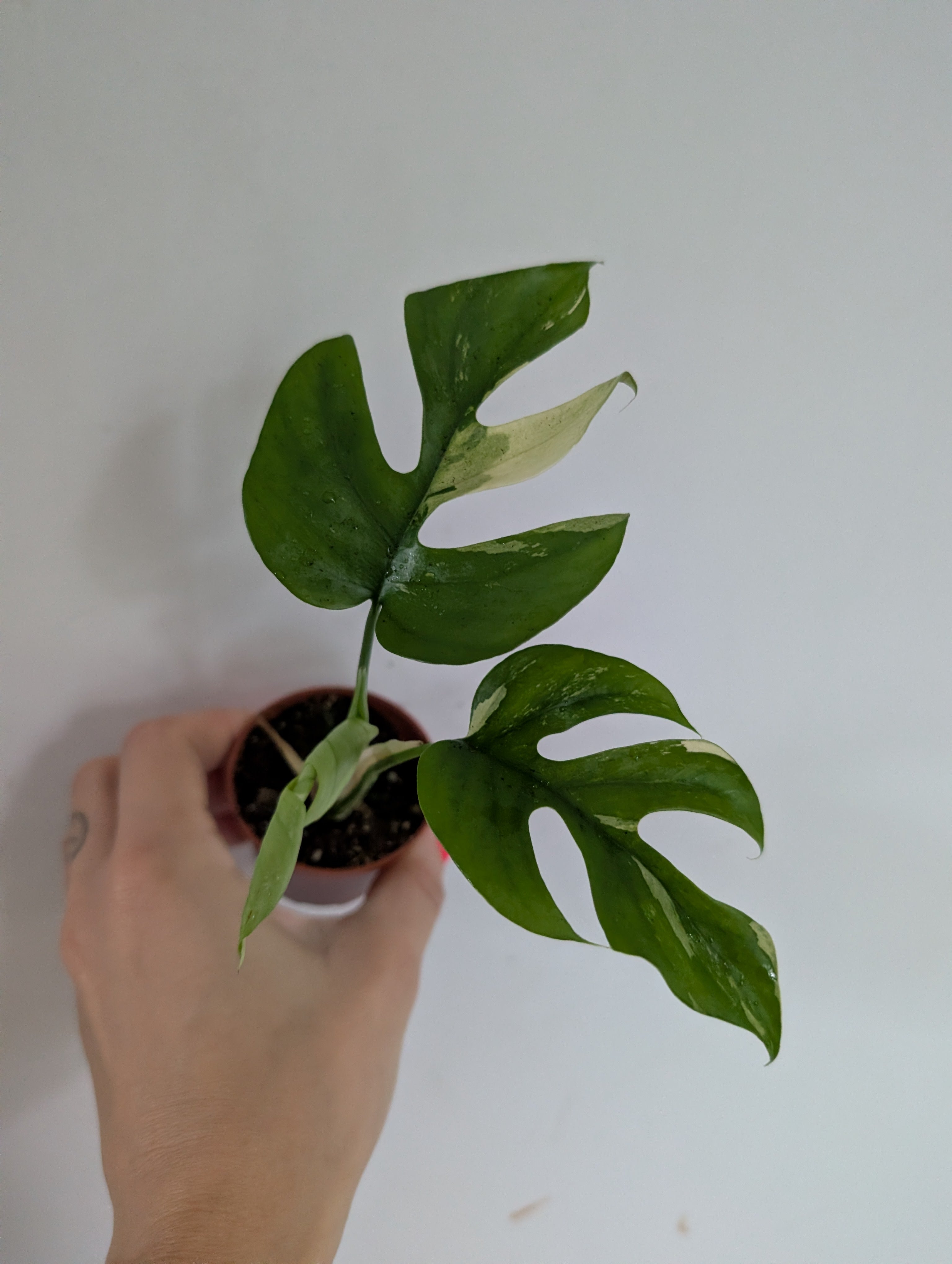 Rhaphidophora Tetrasperma Variegated 6cm