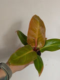 Philodendron prince of orange 6cm