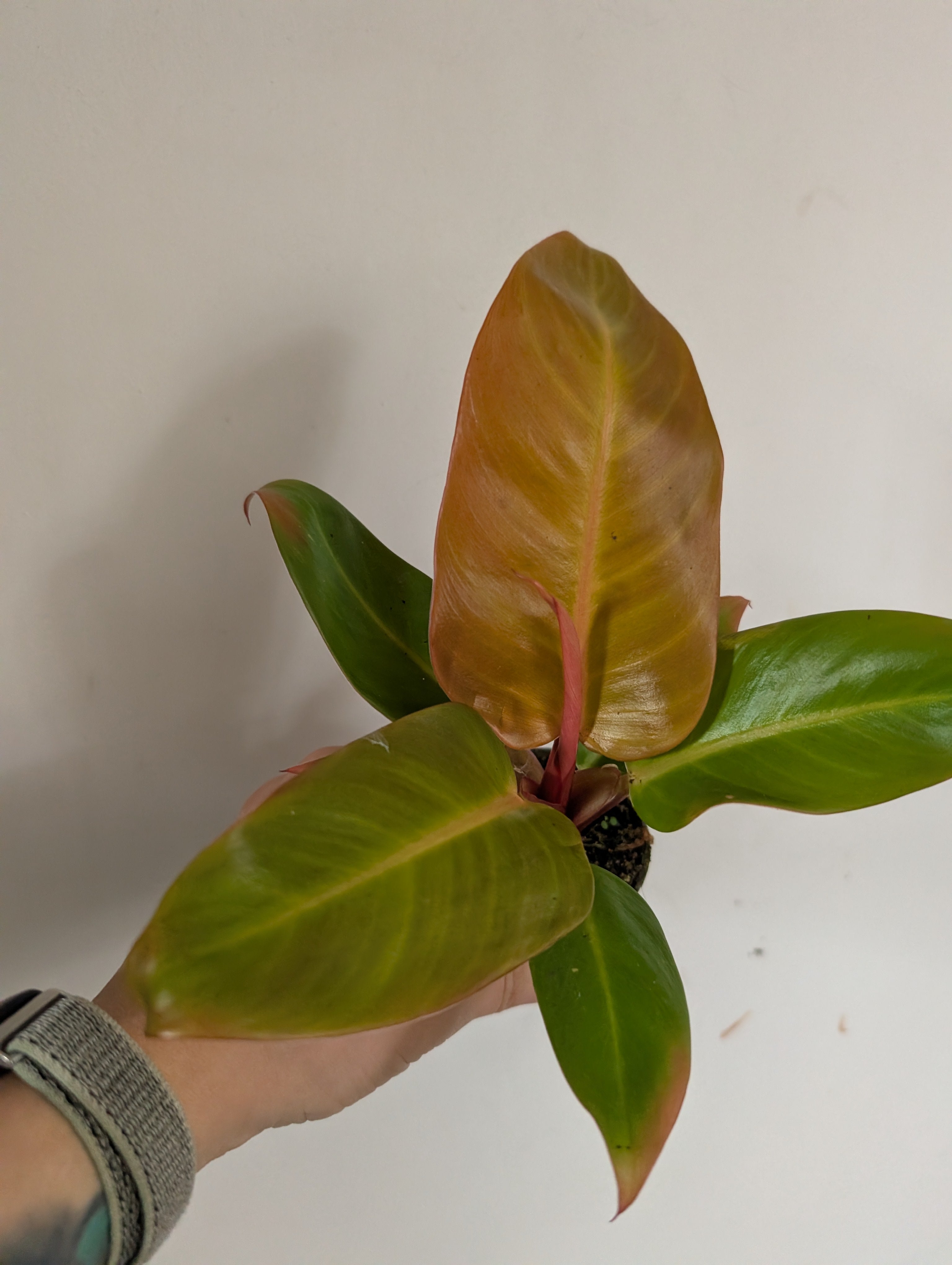 Philodendron prince of orange 6cm