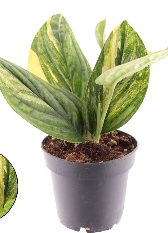 Pre-order Monstera Peru variegated  12cm