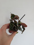 Damaged begonia double dot