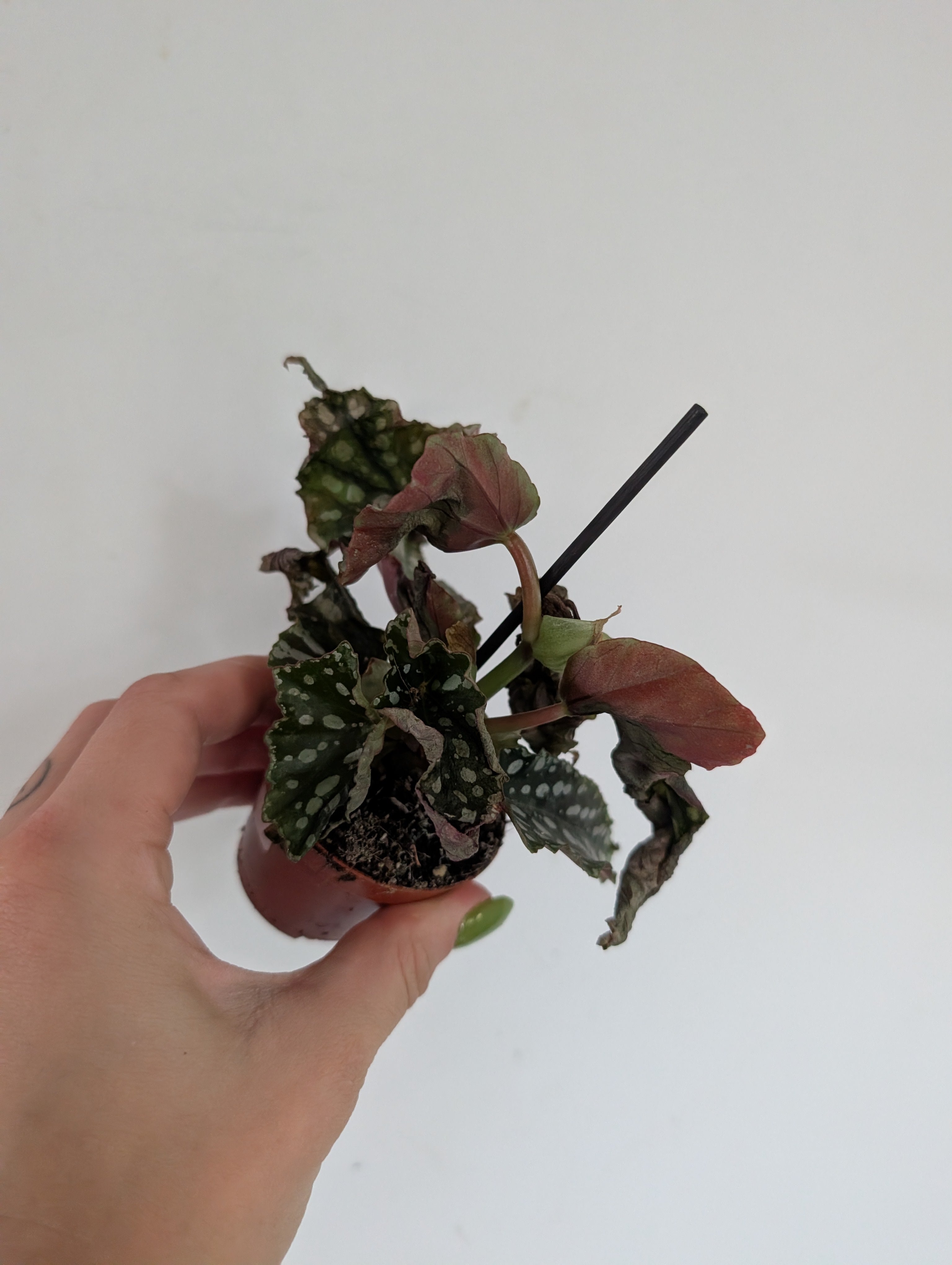 Damaged begonia double dot