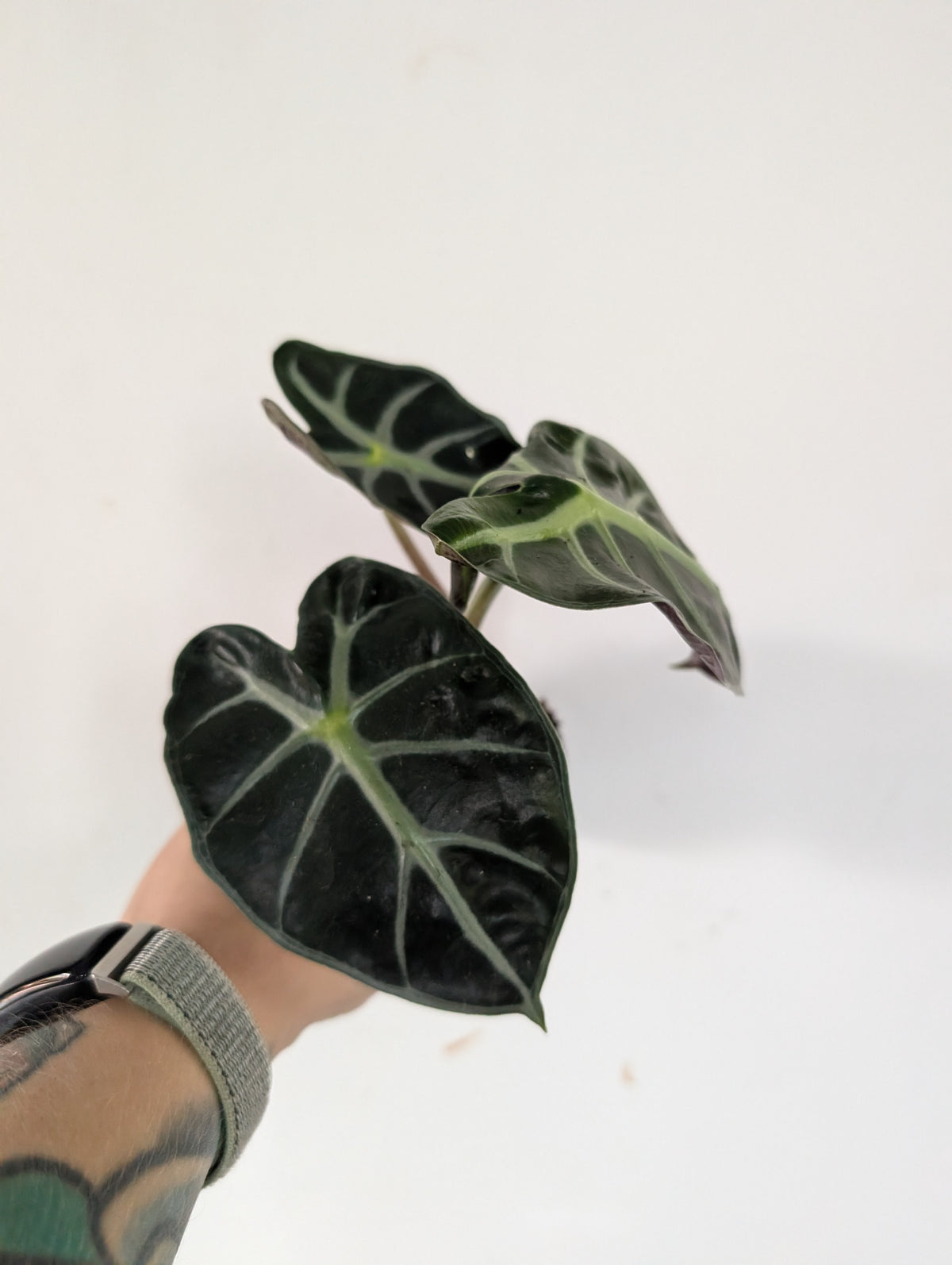 Alocasia Balloon Heart 6cm