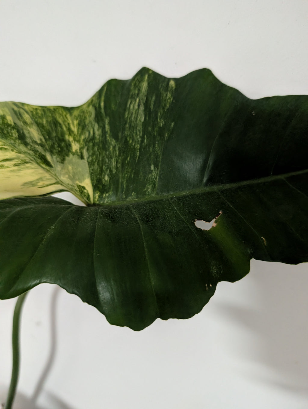 Philodendron Florida beauty X mayoi