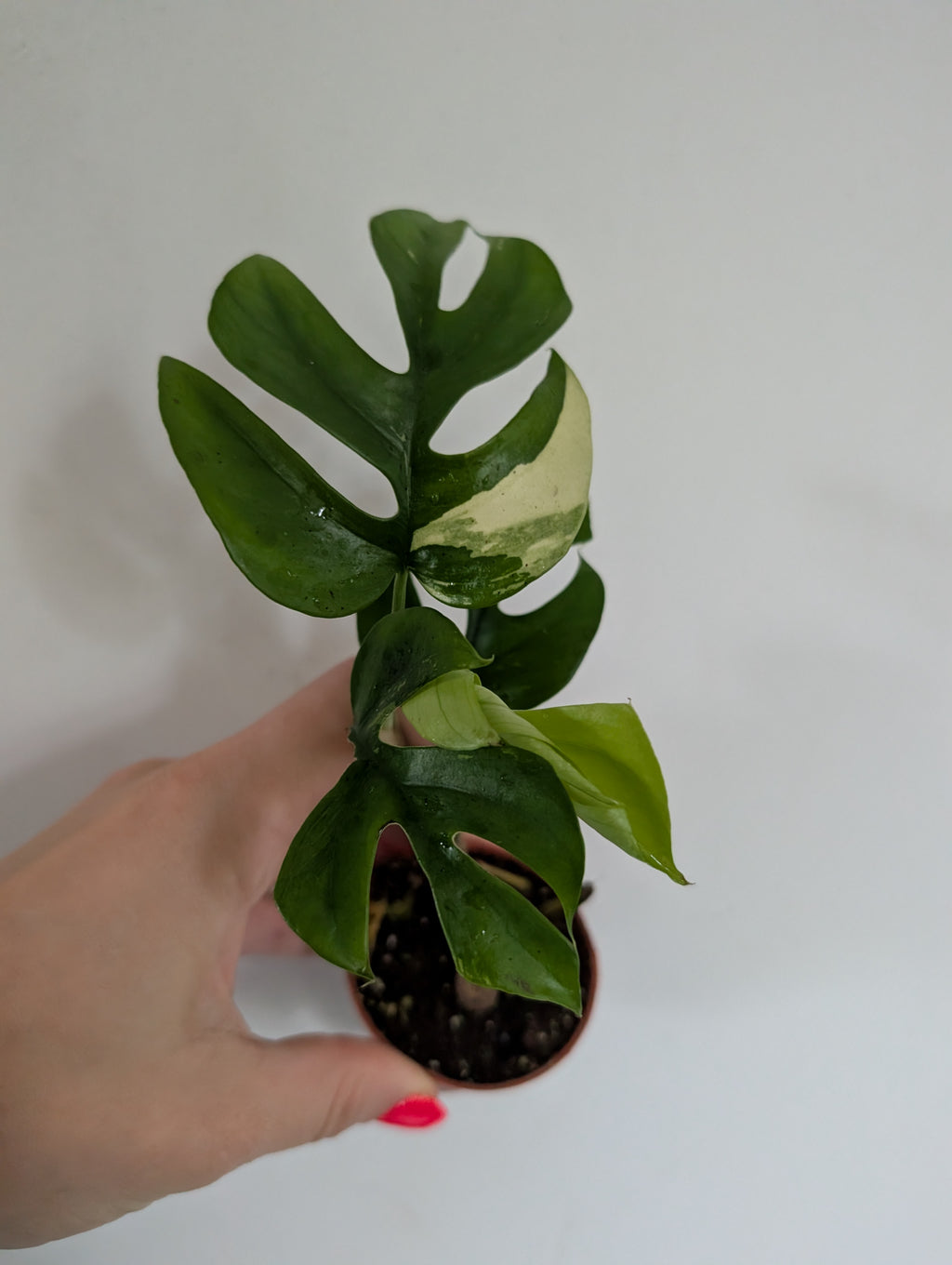 Rhaphidophora Tetrasperma Variegated 6cm