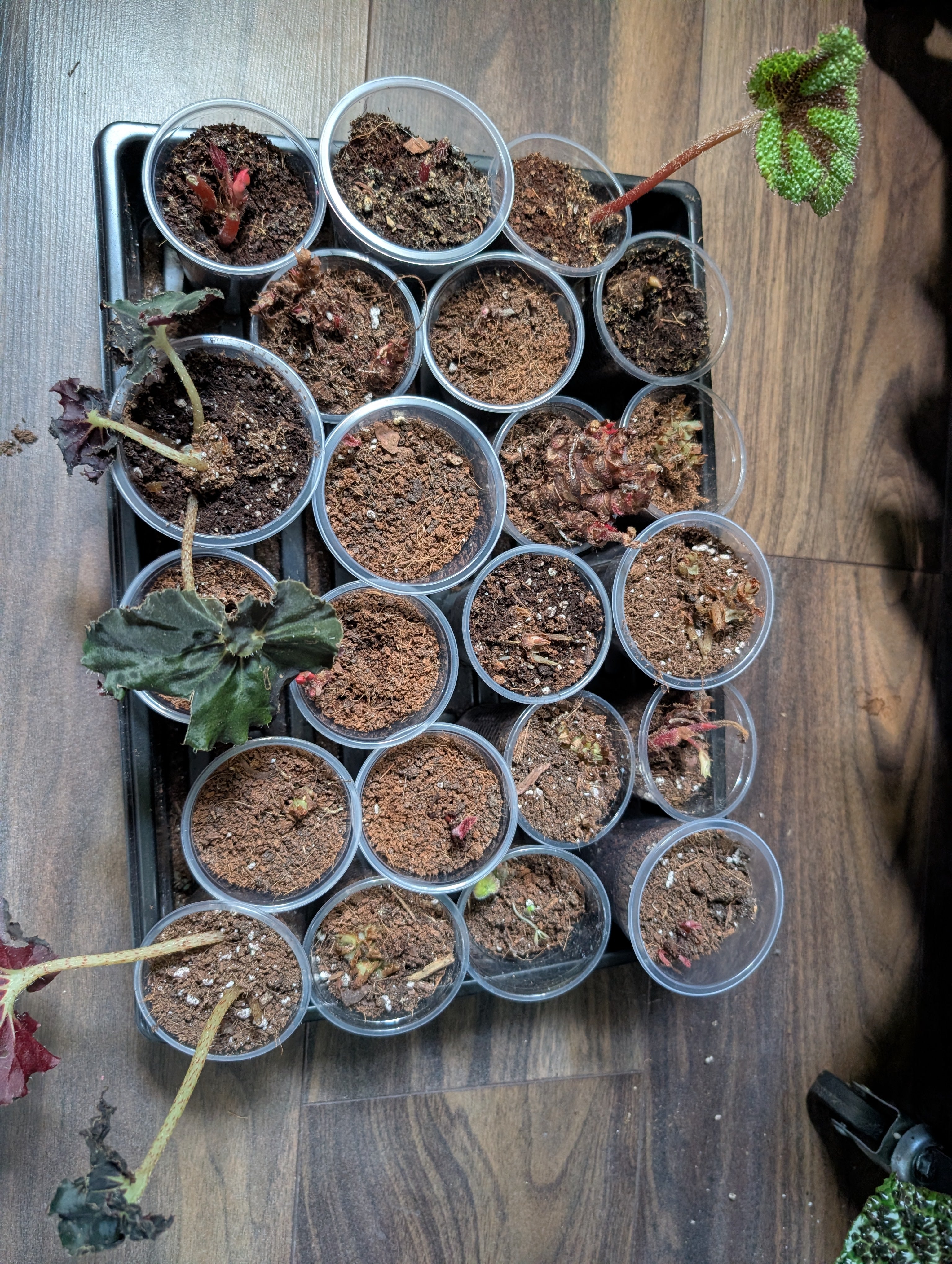 Mystery begonia pots