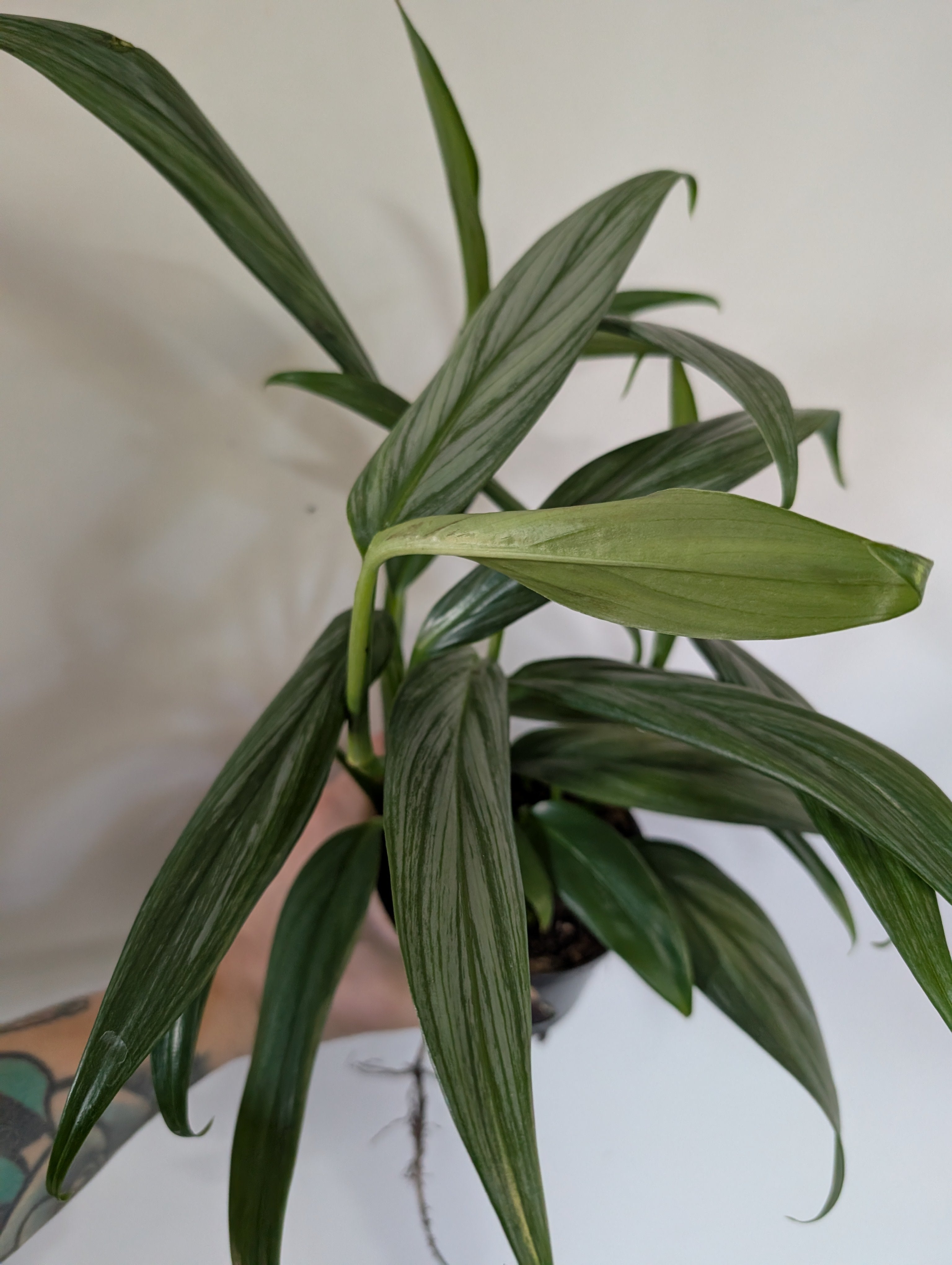 Epipremnum Amplissimum Silver