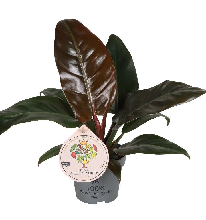 Pre-order Philodendron Imperial Red 12cm