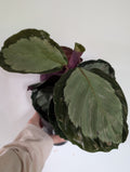Calathea Picturata 12cm