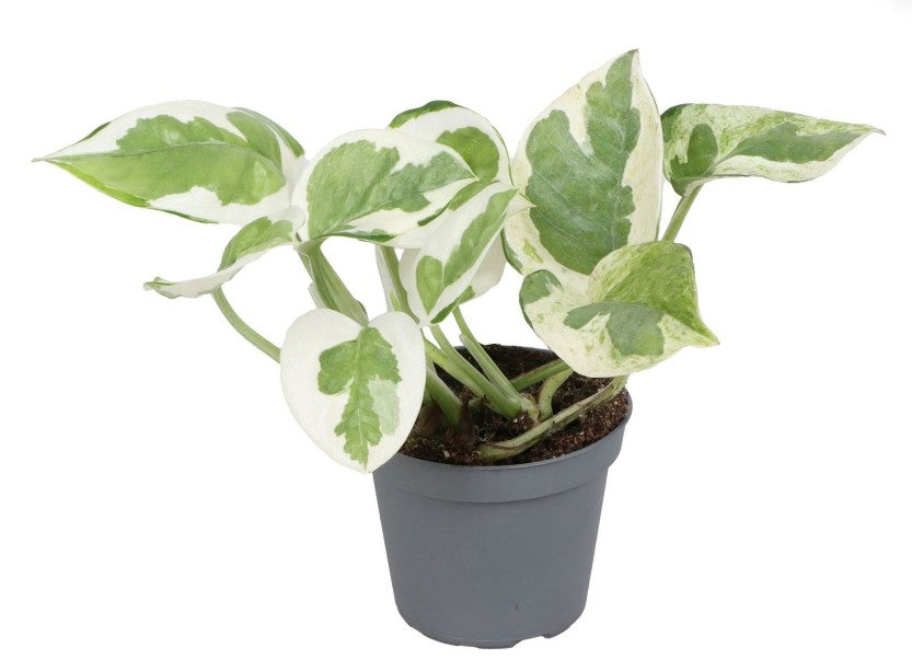 Pre-order epipremnum n'joy 6cm