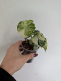 Alocasia ninja mint Variegated