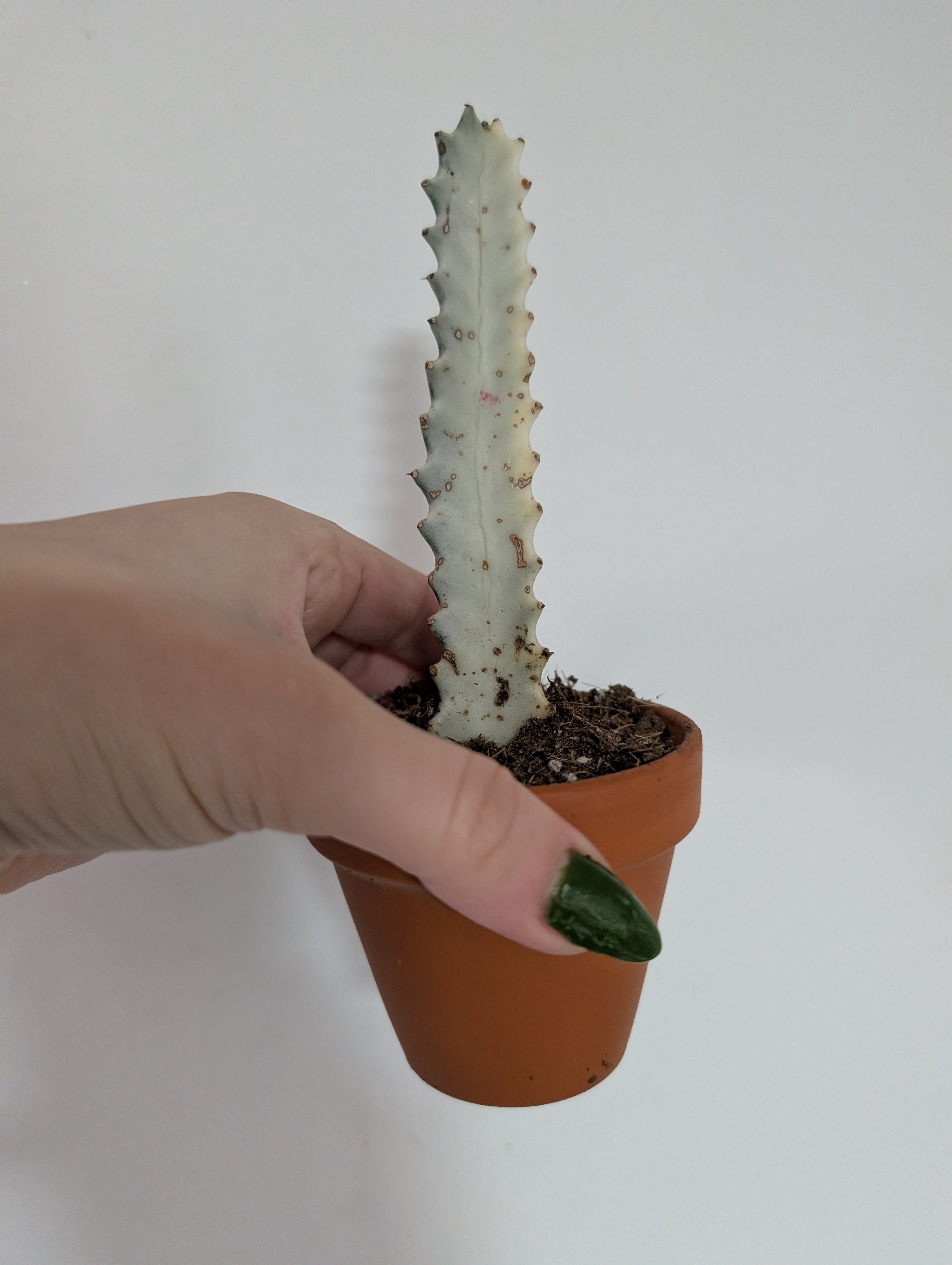 Euphorbia Lactea White Ghost 8cm