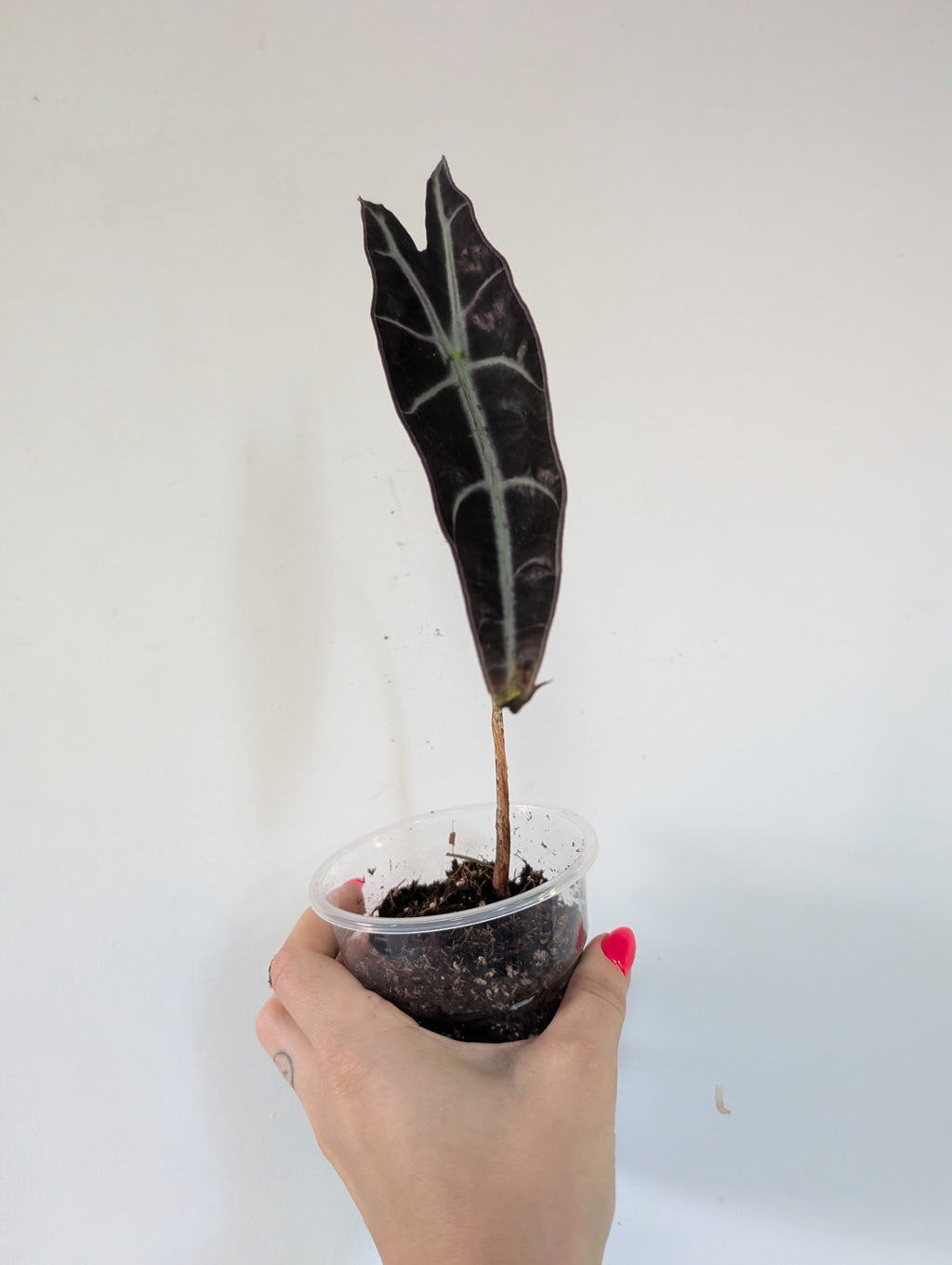 Alocasia longiloba purple
