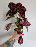 Coleus unrooted clipping in propagation pot