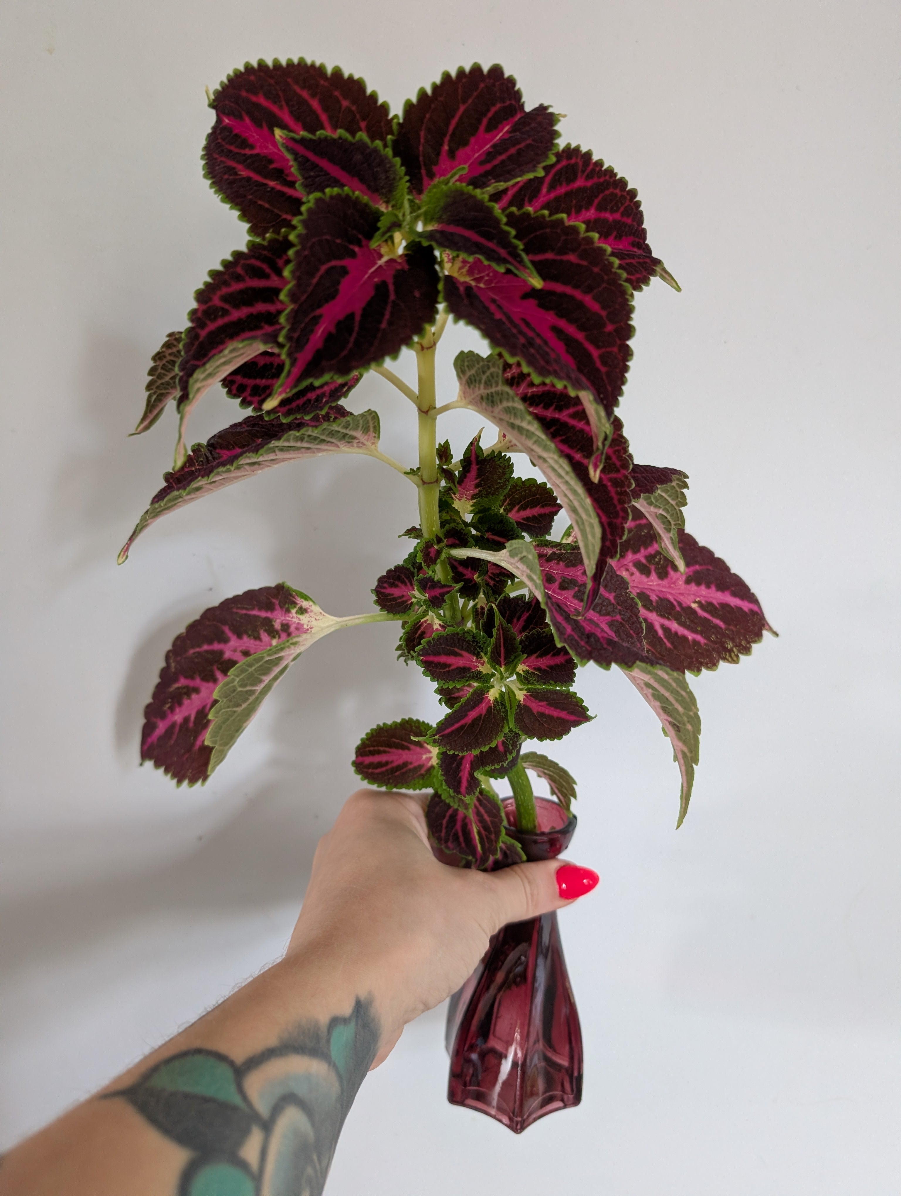 Coleus unrooted clipping in propagation pot