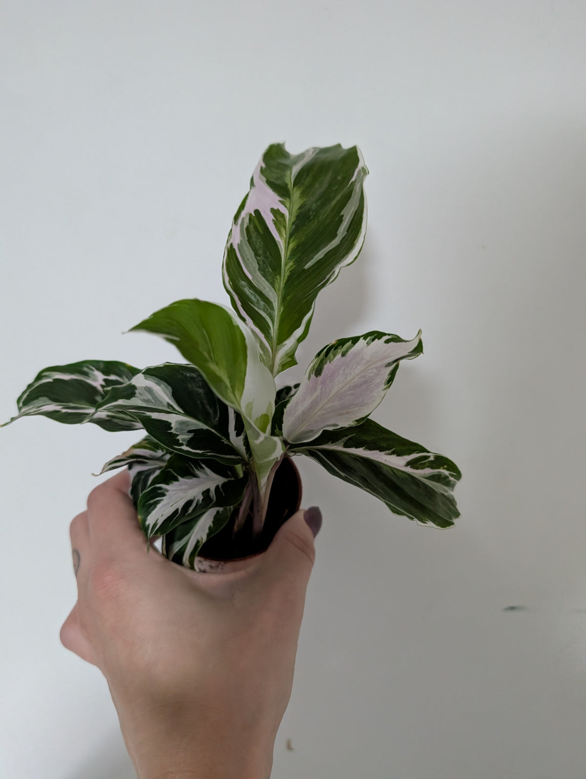 Calathea white fusion 6cm